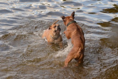 Continental Bulldogs Seeblickbulls Bilderalbum - Dante und De Paul