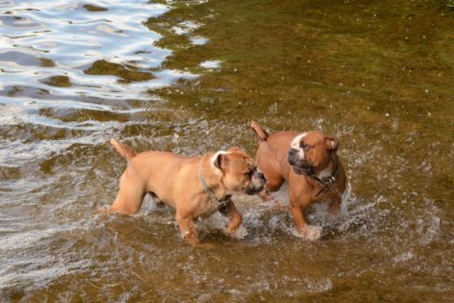 Continental Bulldogs Seeblickbulls Bilderalbum - Dante und De Paul