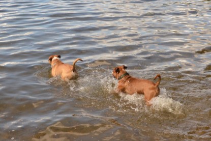 Continental Bulldogs Seeblickbulls Bilderalbum - Dante und De Paul