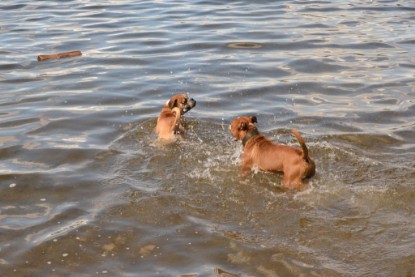 Continental Bulldogs Seeblickbulls Bilderalbum - Dante und De Paul