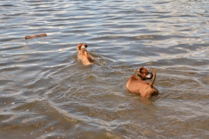 Continental Bulldogs Seeblickbulls Bilderalbum - Dante und De Paul