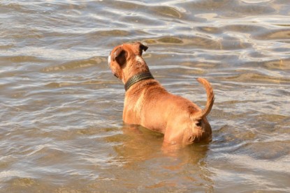 Continental Bulldogs Seeblickbulls Bilderalbum - Dante und De Paul