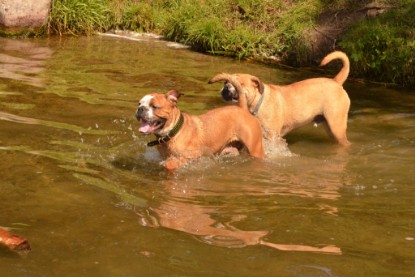 Continental Bulldogs Seeblickbulls Bilderalbum - Dante und De Paul