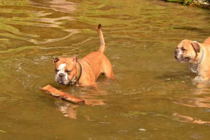 Continental Bulldogs Seeblickbulls Bilderalbum - Dante und De Paul