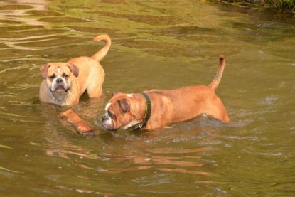 Continental Bulldogs Seeblickbulls Bilderalbum - Dante und De Paul