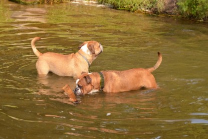 Continental Bulldogs Seeblickbulls Bilderalbum - Dante und De Paul