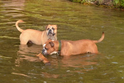 Continental Bulldogs Seeblickbulls Bilderalbum - Dante und De Paul