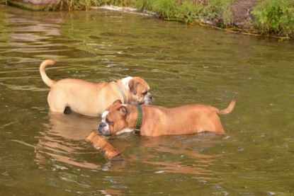 Continental Bulldogs Seeblickbulls Bilderalbum - Dante und De Paul