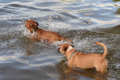 Continental Bulldogs Seeblickbulls Bilderalbum - Dante und De Paul