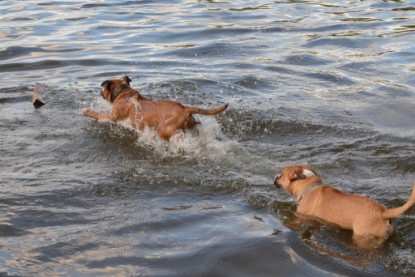 Continental Bulldogs Seeblickbulls Bilderalbum - Dante und De Paul