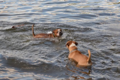 Continental Bulldogs Seeblickbulls Bilderalbum - Dante und De Paul