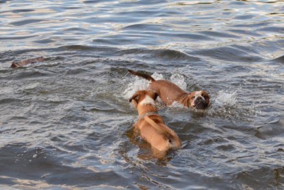 Continental Bulldogs Seeblickbulls Bilderalbum - Dante und De Paul