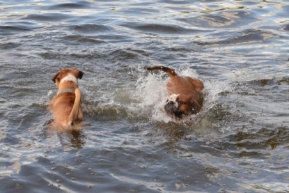 Continental Bulldogs Seeblickbulls Bilderalbum - Dante und De Paul