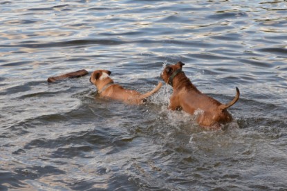 Continental Bulldogs Seeblickbulls Bilderalbum - Dante und De Paul