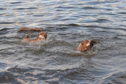 Continental Bulldogs Seeblickbulls Bilderalbum - Dante und De Paul