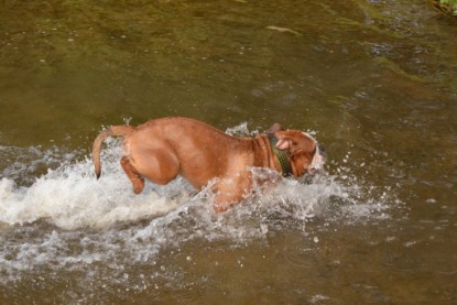 Continental Bulldogs Seeblickbulls Bilderalbum - Dante und De Paul