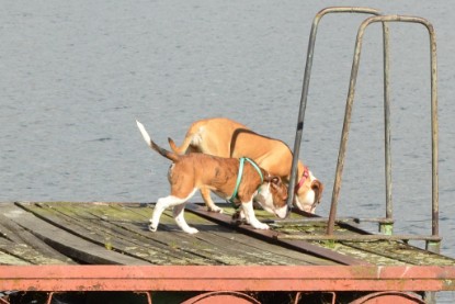 Continental Bulldogs Seeblickbulls Bilderalbum - Frauke im See