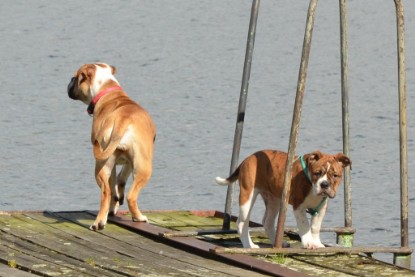 Continental Bulldogs Seeblickbulls Bilderalbum - Frauke im See