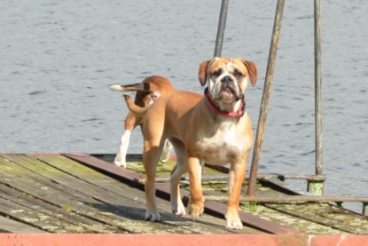 Continental Bulldogs Seeblickbulls Bilderalbum - Frauke im See