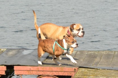 Continental Bulldogs Seeblickbulls Bilderalbum - Frauke im See