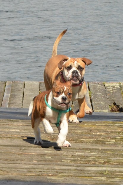 Continental Bulldogs Seeblickbulls Bilderalbum - Frauke im See