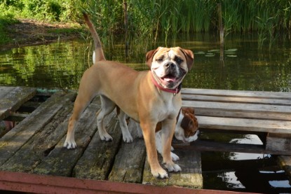 Continental Bulldogs Seeblickbulls Bilderalbum - Frauke im See