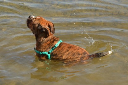 Continental Bulldogs Seeblickbulls Bilderalbum - Frauke im See