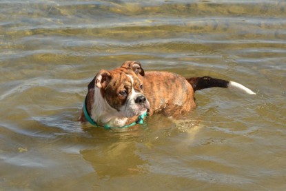 Continental Bulldogs Seeblickbulls Bilderalbum - Frauke im See