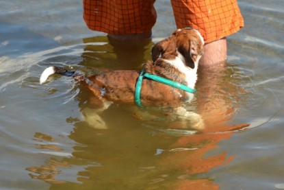 Continental Bulldogs Seeblickbulls Bilderalbum - Frauke im See