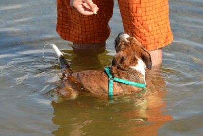 Continental Bulldogs Seeblickbulls Bilderalbum - Frauke im See