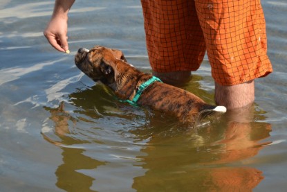 Continental Bulldogs Seeblickbulls Bilderalbum - Frauke im See