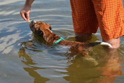 Continental Bulldogs Seeblickbulls Bilderalbum - Frauke im See