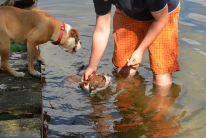 Continental Bulldogs Seeblickbulls Bilderalbum - Frauke im See