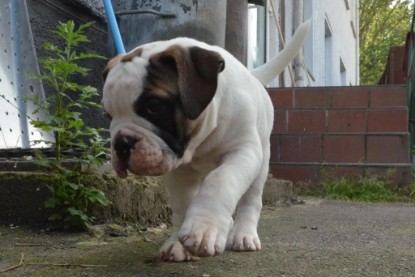 Continental Bulldogs Seeblickbulls Bilderalbum - Friedwart von Chantun da Muntogna