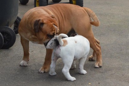 Continental Bulldogs Seeblickbulls Bilderalbum - Friedwart von Chantun da Muntogna