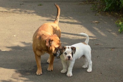 Continental Bulldogs Seeblickbulls Bilderalbum - Friedwart von Chantun da Muntogna