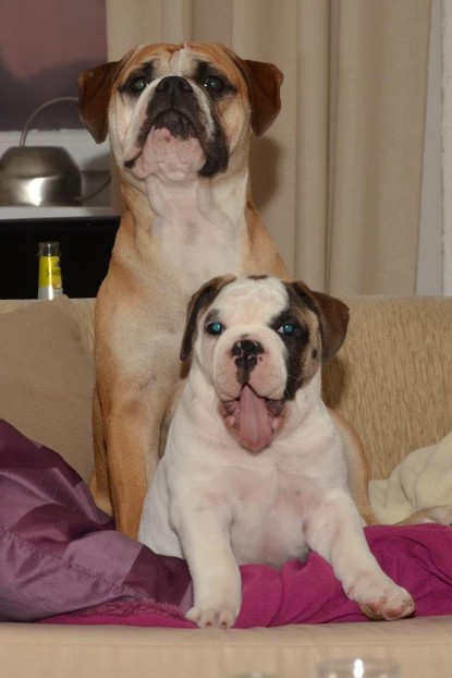 Continental Bulldogs Seeblickbulls Bilderalbum - Friedwart von Chantun da Muntogna