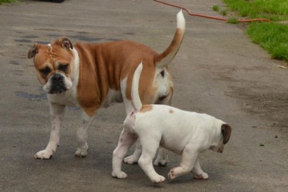 Continental Bulldogs Seeblickbulls Bilderalbum - Friedwart von Chantun da Muntogna