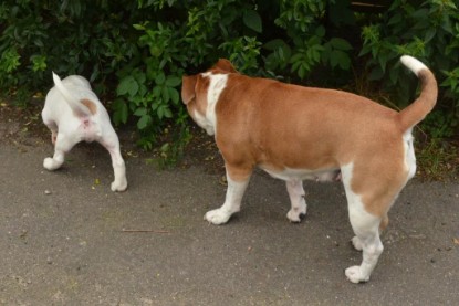 Continental Bulldogs Seeblickbulls Bilderalbum - Friedwart von Chantun da Muntogna