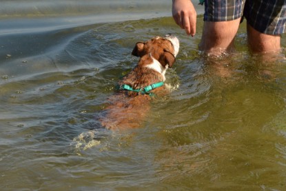 Continental Bulldogs Seeblickbulls Bilderalbum - Frauke im See