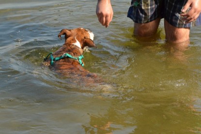 Continental Bulldogs Seeblickbulls Bilderalbum - Frauke im See