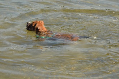 Continental Bulldogs Seeblickbulls Bilderalbum - Frauke im See