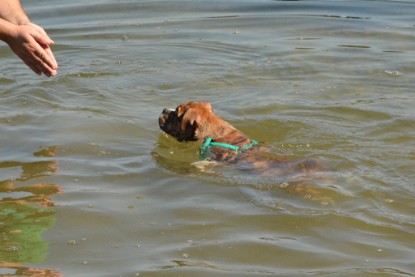 Continental Bulldogs Seeblickbulls Bilderalbum - Frauke im See