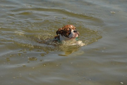 Continental Bulldogs Seeblickbulls Bilderalbum - Frauke im See