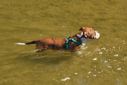 Continental Bulldogs Seeblickbulls Bilderalbum - Frauke im See