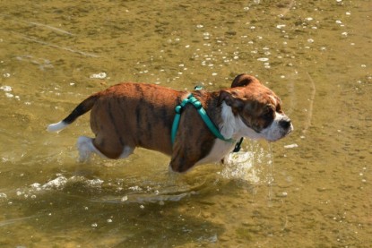 Continental Bulldogs Seeblickbulls Bilderalbum - Frauke im See