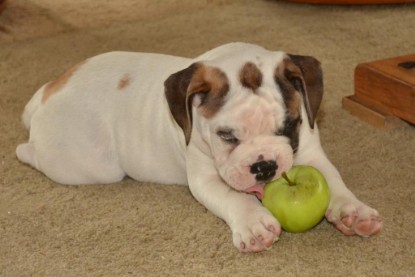 Continental Bulldogs Seeblickbulls Bilderalbum - Schnappschüsse 2014