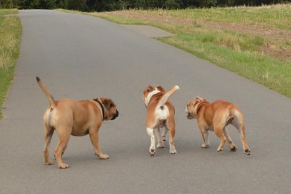 Continental Bulldogs Seeblickbulls Bilderalbum - Asgard zu Besuch