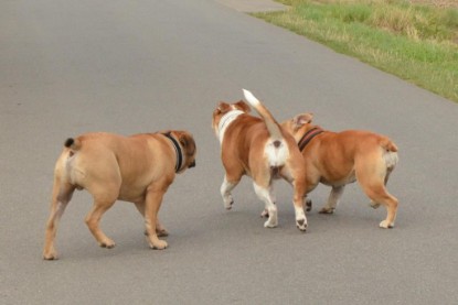 Continental Bulldogs Seeblickbulls Bilderalbum - Asgard zu Besuch