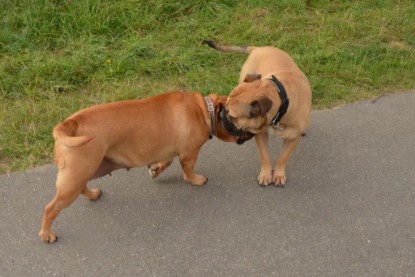 Continental Bulldogs Seeblickbulls Bilderalbum - Asgard zu Besuch